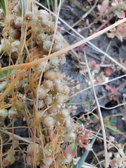 Cuscuta campestris