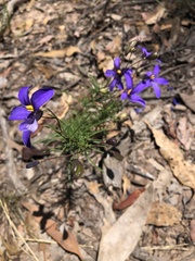 Cheiranthera linearis