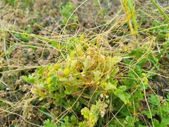 Cuscuta campestris