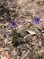 Cheiranthera linearis