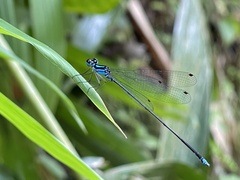 Coeliccia membranipes
