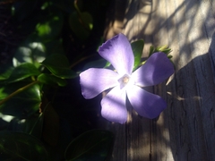 Vinca