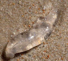 Doryteuthis opalescens