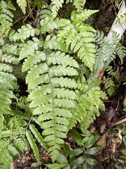 Microlepia obtusiloba