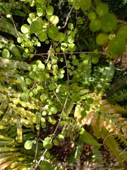 Coprosma tenuicaulis