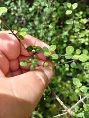 Coprosma tenuicaulis