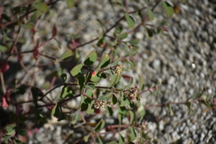 Euphorbia tomentulosa