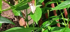 Appias libythea