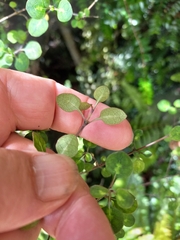 Coprosma tenuicaulis