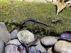 Plethodon dorsalis