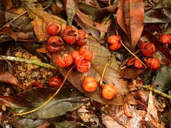 Lepiderema sericolignis