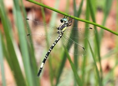 Parasynthemis regina