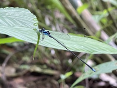 Coeliccia membranipes