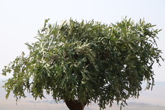 Cussonia paniculata sinuata