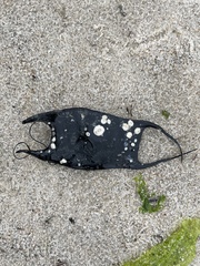 Rostroraja eglanteria