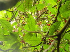 Lepiderema sericolignis