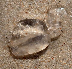 Doryteuthis opalescens