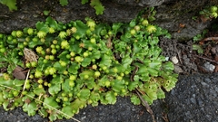 Marchantia