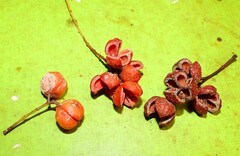 Lepiderema sericolignis