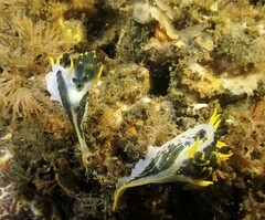 Polycera capensis