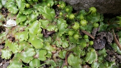 Marchantia