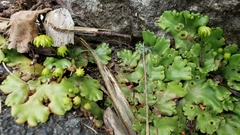Marchantia