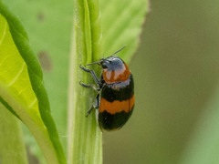 Physosmaragdina nigrifrons