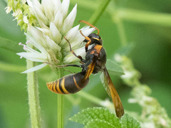 Rhynchium quinquecinctum