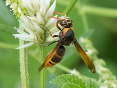 Rhynchium quinquecinctum