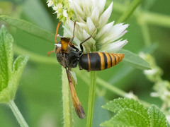 Rhynchium quinquecinctum
