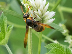 Rhynchium quinquecinctum