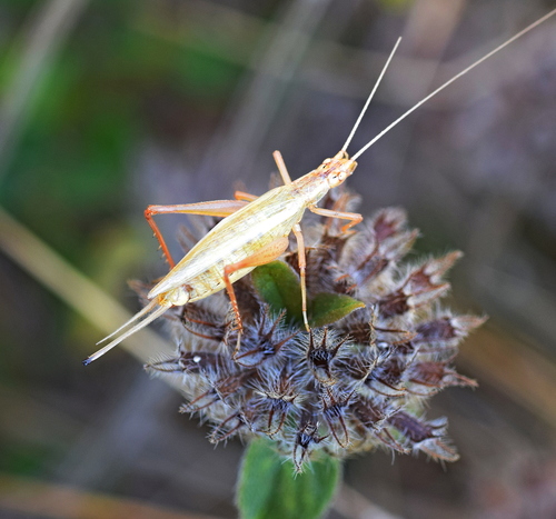 Italian Tree Cricket, Κεντρική Μακεδονία, Ελλάδα, photo 6 of 10