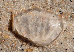 Doryteuthis opalescens