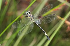 Parasynthemis regina