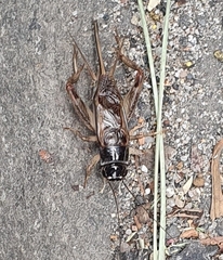 Teleogryllus