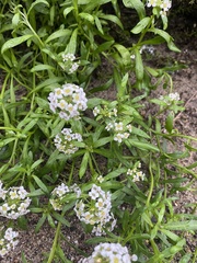 Lobularia