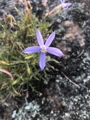 Lithotoma axillaris