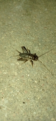 Anurogryllus
