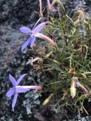 Lithotoma axillaris