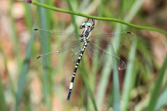 Parasynthemis regina