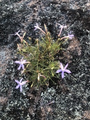 Lithotoma axillaris