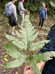 Tectaria phaeocaulis