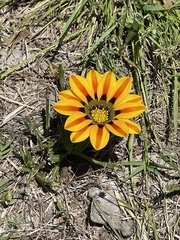 Gazania