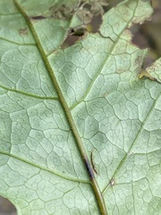 Tectaria phaeocaulis