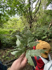 Tectaria phaeocaulis