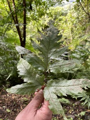 Tectaria phaeocaulis