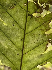 Tectaria phaeocaulis