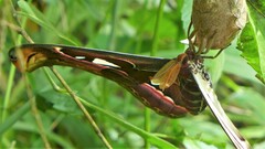Attacus atlas