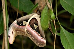 Attacus atlas