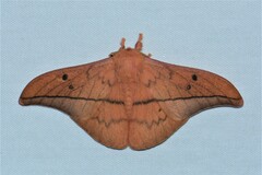 Cricula trifenestrata